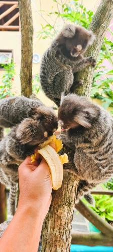 a person eating a banana with three monkeys in a tree at Pousada Aquarela do Mar in Abraão