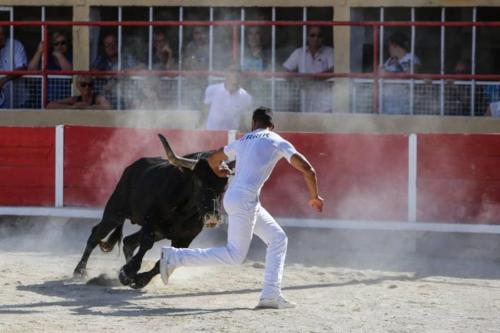 a man chasing a bull in a bullfight at LA MAISON FAYARD - 3 pers - Centre Clim Wifi Cosy Garage in Saint-Gilles