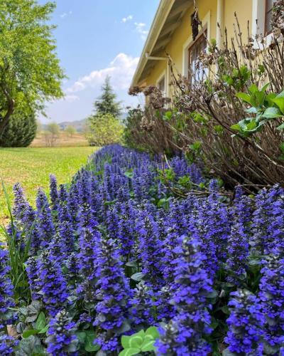 Gallery image of Belfast Guest House in Underberg