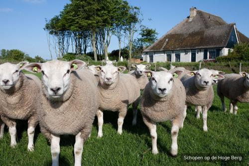 a herd of sheep standing in a field at Vakantiepark De Krim Texel in De Cocksdorp