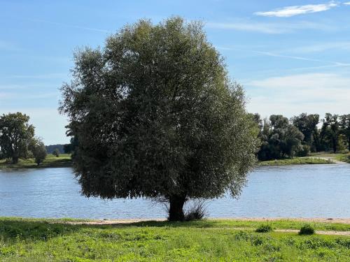 a tree sitting in the grass next to a lake at Hotel Alte Fischerkate in Mödlich