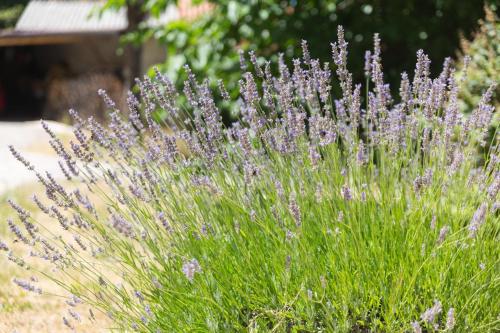 Villa Mulberry – Photos 4