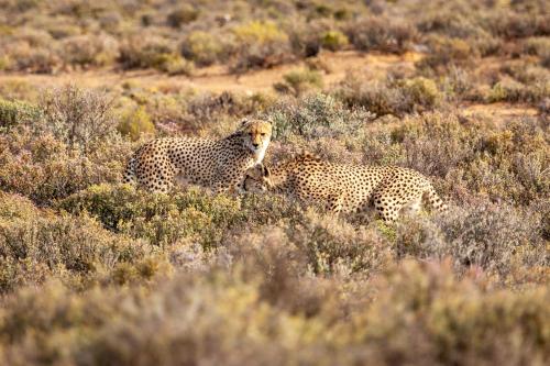 two cheetahs standing in the brush in a field at Inverdoorn Game Reserve Lodge in Breede River DC