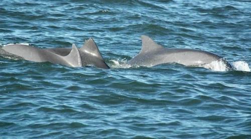 a group of dolphins swimming in the water at Primavera y dias de sol en Cabaña Roscoe's Paradise Playa Los Molles- 2 -3 personas in Los Molles