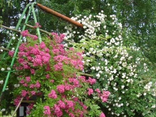 a bunch of pink and white flowers in a garden at Charmant Gîte au Calme près de Pithiviers avec Jardin et Terrasse - FR-1-590-133 in Pithiviers-le-Vieil