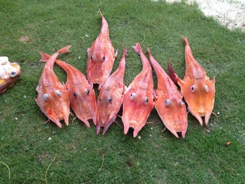 a group ofangularangularangularangularangularangularangular at Liwayway sa Bohol Pamilacan Resort in Baclayon