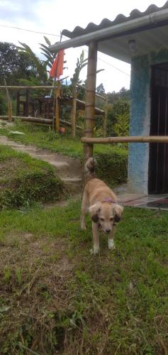 a small brown dog standing in the grass at Cabaña en el Campo in La Vega