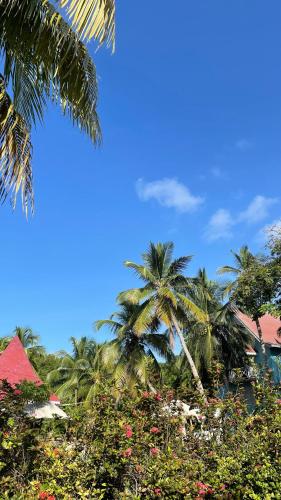 a group of palm trees and a blue sky at Hostal Secreto in Isla Grande