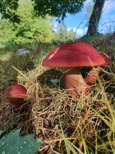 a group of red mushrooms in the grass at Rezydencja Bukowy Dwór in Czarna