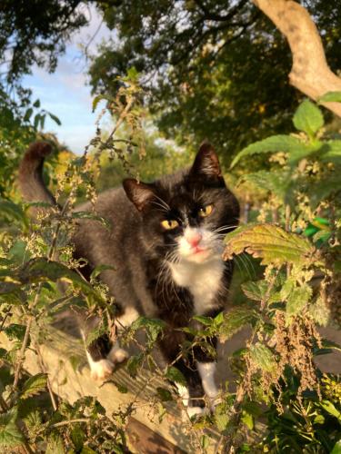 a black and white cat sitting in a bush at The Dragon's Hut with cozy logburner in Wrexham