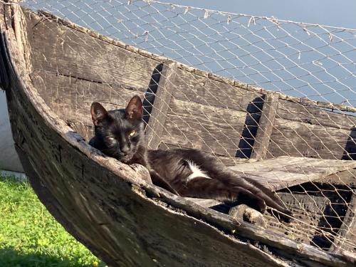 a black and white cat laying in a hammock at Casa Soarelui in Murighiol