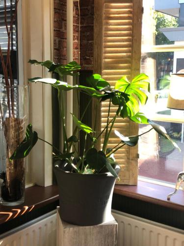 a plant in a black pot sitting on a window sill at Hotel Norg in Norg