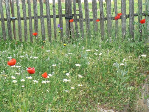 a field of flowers in front of a wooden fence at Los Pozos de la Nieve in Constantina