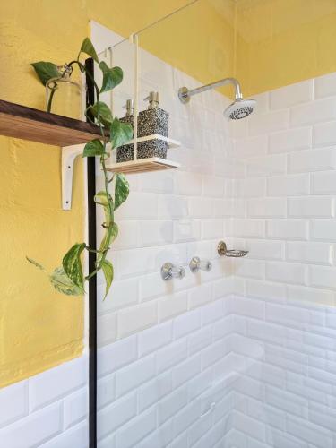 a bathroom with a shower with a plant in it at Sunlight Cottage in Cape Town