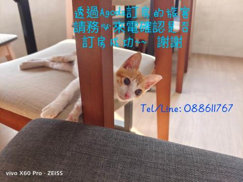 a cat is peeking out from under a chair at 白海民宿 Lunar Mare Inn in Xiaoliuqiu