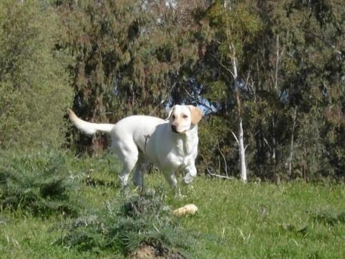 a white and brown dog standing in a field at Apartamentos en sierra de gata ALMA in Villamiel