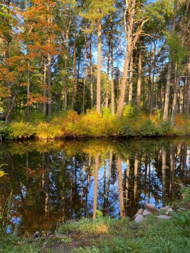 a reflection of trees in the water in a forest at Röda huset in Hallstahammar