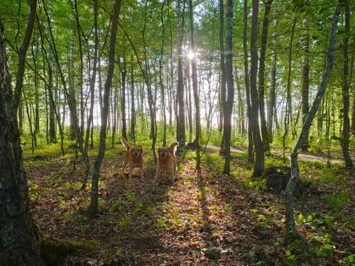 Gambar di galeri bagi Słoneczna Polana Słajszewo domek Karolina di Słajszewo