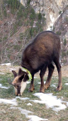 a gazelle eating grass in a field with snow at Studio Raccard Cendré in Grône