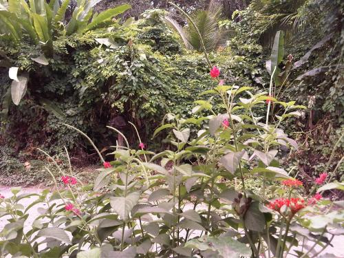 a garden with red flowers and plants at Cabinas Manzanillo Caribe in Manzanillo