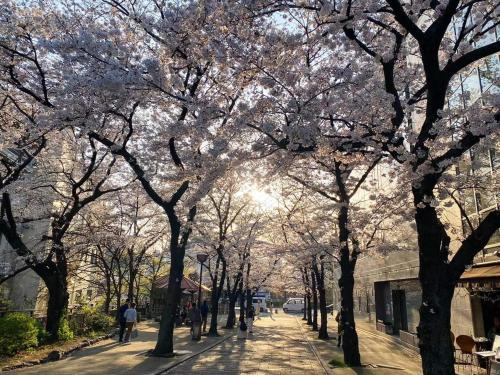 Une rue bordée d'arbres avec des gens qui marchent sur un trottoir dans l'établissement Rinn Gion Shirakawa, à Kyoto