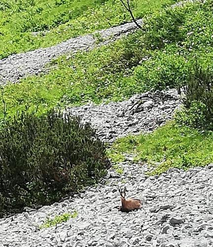 Tiere in der Ferienwohnung oder in der Nähe