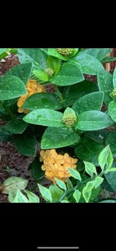 a plant with yellow flowers and green leaves at Hotel My Cang in Trà Vinh