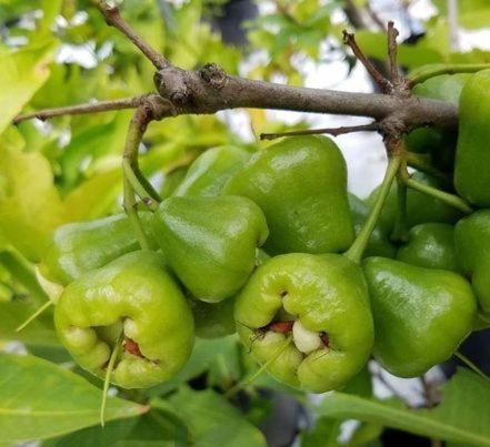 a bunch of green berries on a tree branch at Hotel My Cang in Trà Vinh