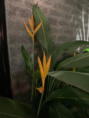 a plant with yellow flowers and green leaves at Hotel My Cang in Trà Vinh