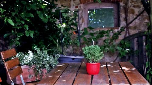 a red potted plant sitting on a wooden table at Das Blümchen in Freiburg im Breisgau