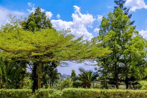 a group of trees in a park at Nature Kigali in Kigali