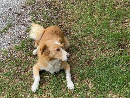 a brown and white dog laying in the grass at Lavender farm house in Nafpaktos