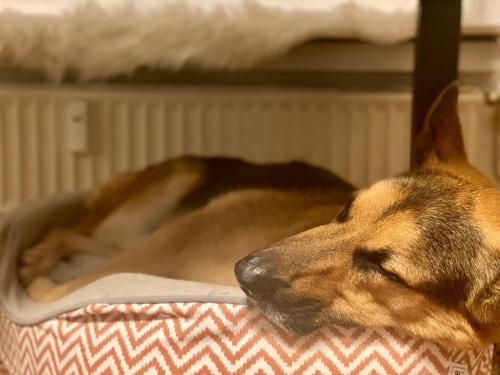 a dog laying on a bed with its head on a pillow at 194 Fewo Dat LütjeHuus mit Dachterrasse im ersten Stock in Lütjenburg