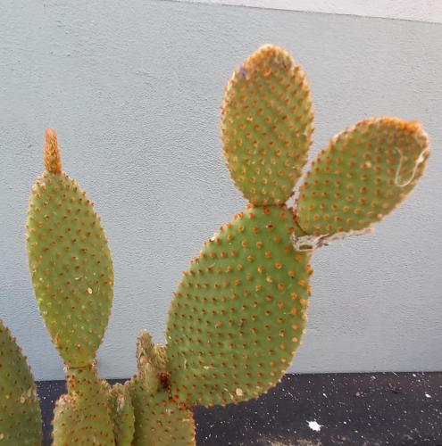 a green cactus sitting next to a wall at Villino Liber in Milan