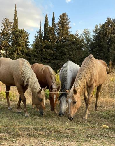 four horses grazing in a field behind a fence at הפינה בנחל in Hagoshrim