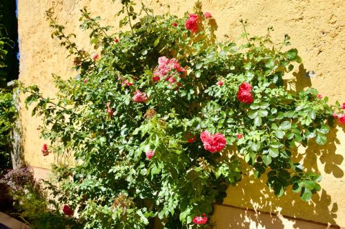 a bunch of flowers in a pot on a wall at Hotel Diffuso Il Portichetto sulla collina a Vezio Perledo in Perledo