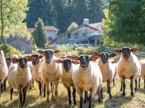un troupeau d’ovins debout dans un champ dans l'établissement Auberge De La Poulcière, à Gérardmer
