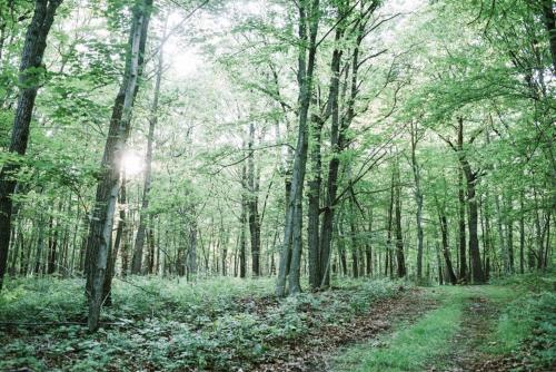 Tentrr - Whippoorwill Woods – Photos 5