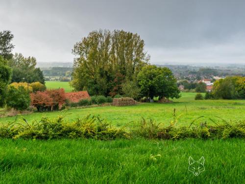 a field of green grass with a butterfly in the grass at Tiny Fox Kluisbos in Mont-de-l'Enclus