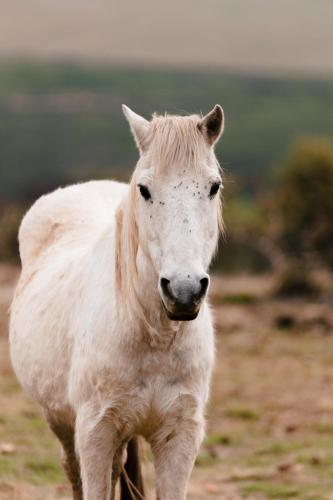 a white horse is standing in a field at Rosetta Fields Country Lodge in Rosetta