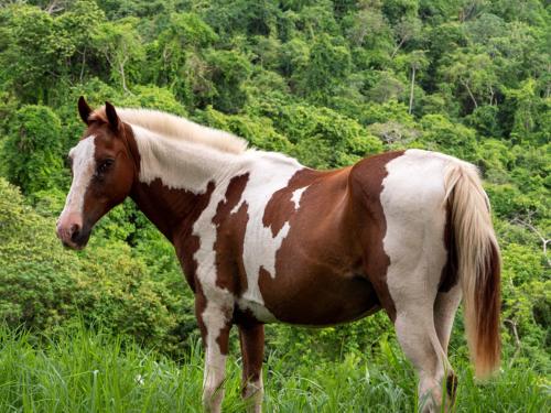 a brown and white horse standing in a field of grass at Finca Colibri Ecolodges en Pleine Nature ferry Playa Najanjo Costa Rica in Cabo Blanco