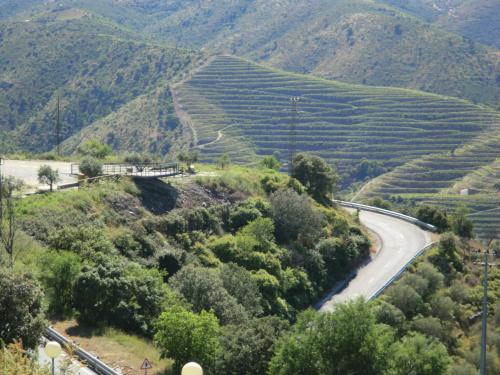 a winding road through a vineyard in the mountains at HI Foz Coa - Pousada de Juventude in Vila Nova de Foz Coa