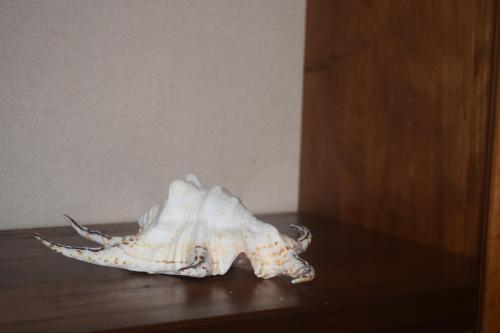 a white shell sitting on top of a table at Saint Julians Seafront 200m2 beautiful Apartment in Tal-Għoqod