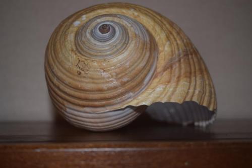 a shell sitting on top of a table at Saint Julians Seafront 200m2 beautiful Apartment in Tal-Għoqod