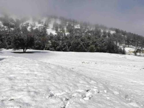 a snow covered hill with a tree in the distance at Waxberry Getaway Sequoia/Kings Canyon National Pks in Squaw Valley