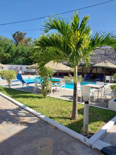 a palm tree in front of a swimming pool at Maasai Resort in Mombasa