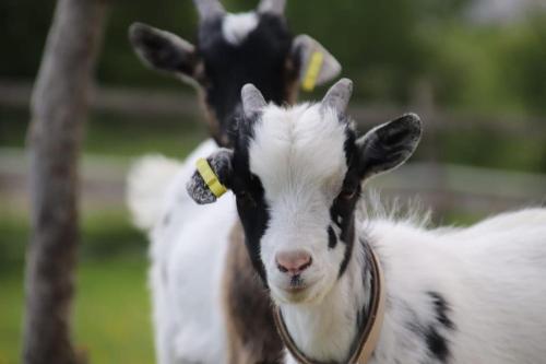 two goats are standing next to each other at Tiny House Kotten Kunterbunt in Nottuln