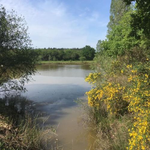a body of water with trees and yellow flowers at Maison au cœur des étangs de Sologne avec SPA , Domaine de Sainte-Marie in Ardon