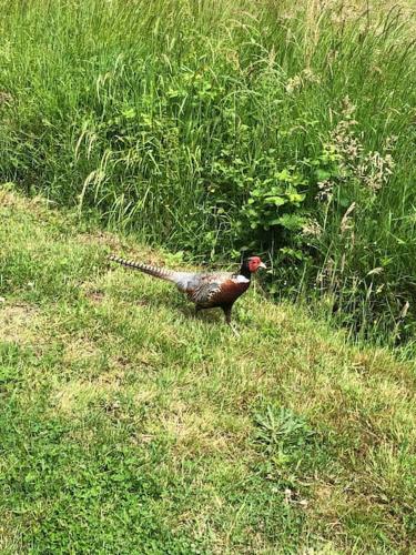 a bird standing in a field of grass at Maison au cœur des étangs de Sologne avec SPA , Domaine de Sainte-Marie in Ardon