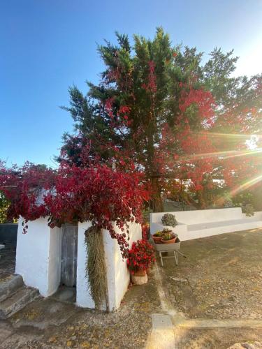 a white bench sitting next to a tree with red flowers at Trulli Demetra in Martina Franca